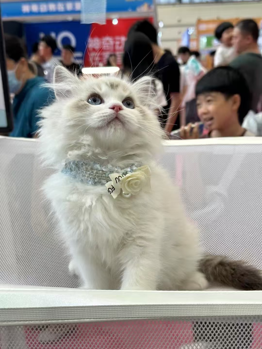 海山弟弟等天冷还会发毛 更漂亮哦